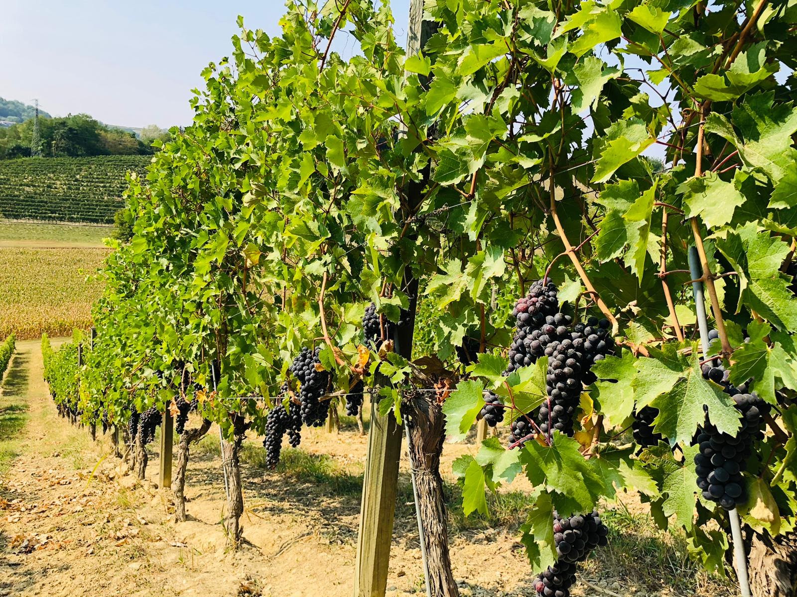 La Mondianese - I nostri Classici Piemonte La Mondianese