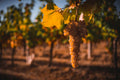 Merlotta - Wine tour e degustazione verticali annate storiche Emilia Romagna Merlotta