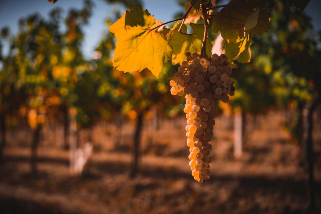 Merlotta - Wine tour e degustazione verticali annate storiche Emilia Romagna Merlotta