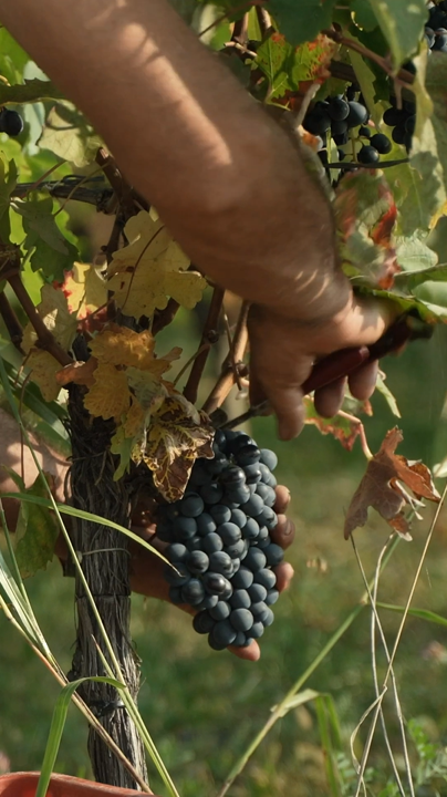 Dosio Vigneti - Picnic in vigna Piemonte Dosio Vigneti