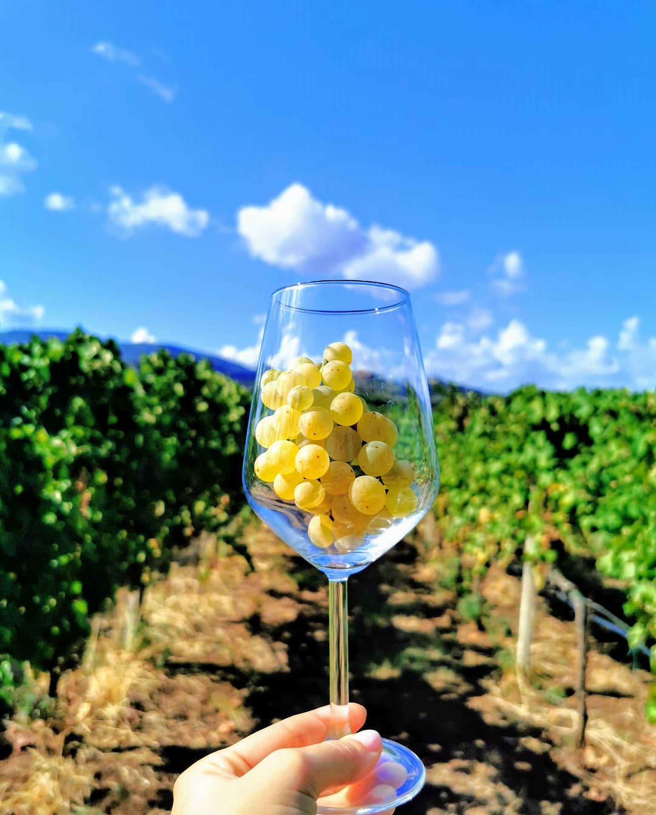 Eredi dei Papi - Degustazione 3 Vini Lazio Eredi dei Papi