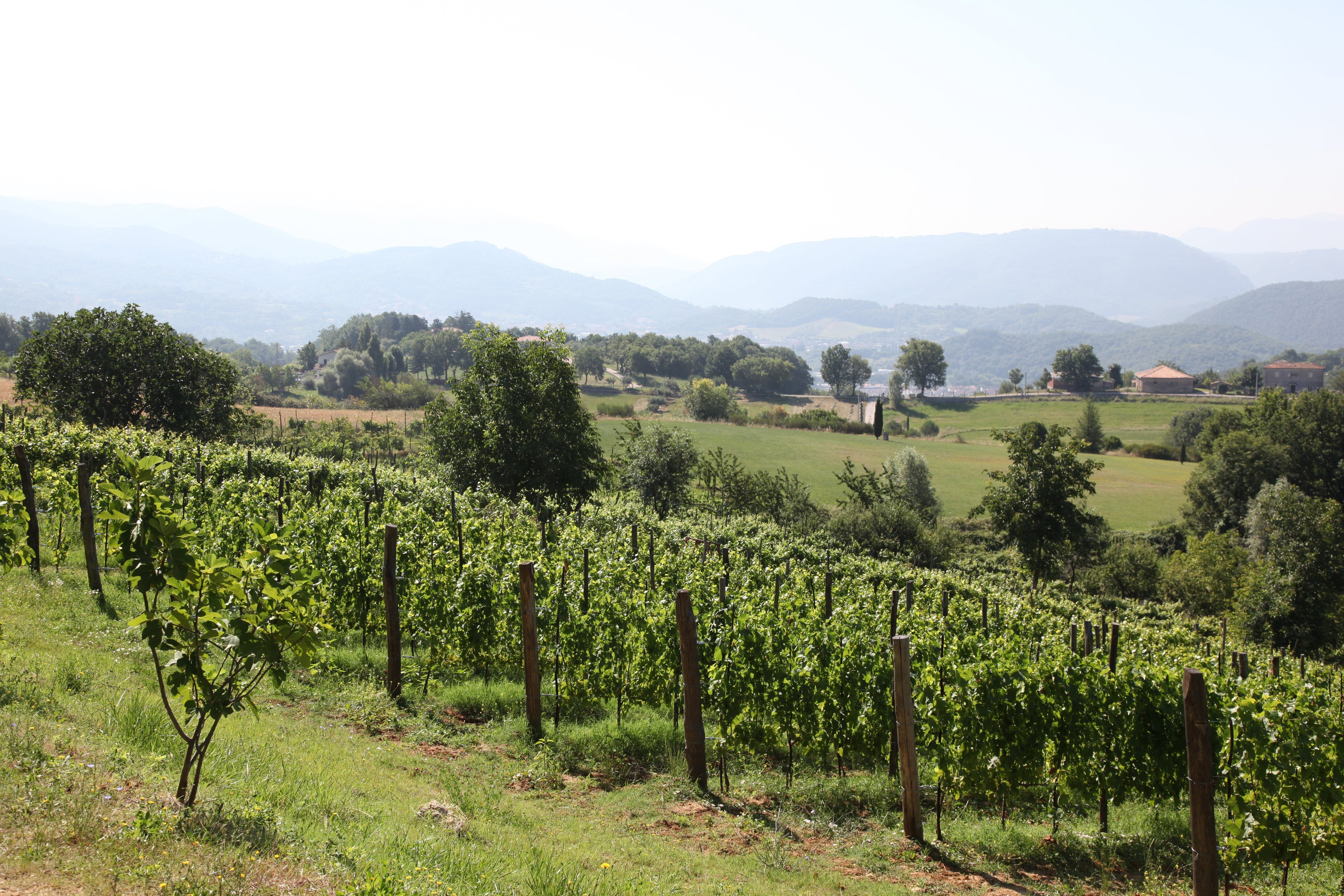 Cantina Le Macchie - Wine & Food Experience Lazio Cantina Le Macchie