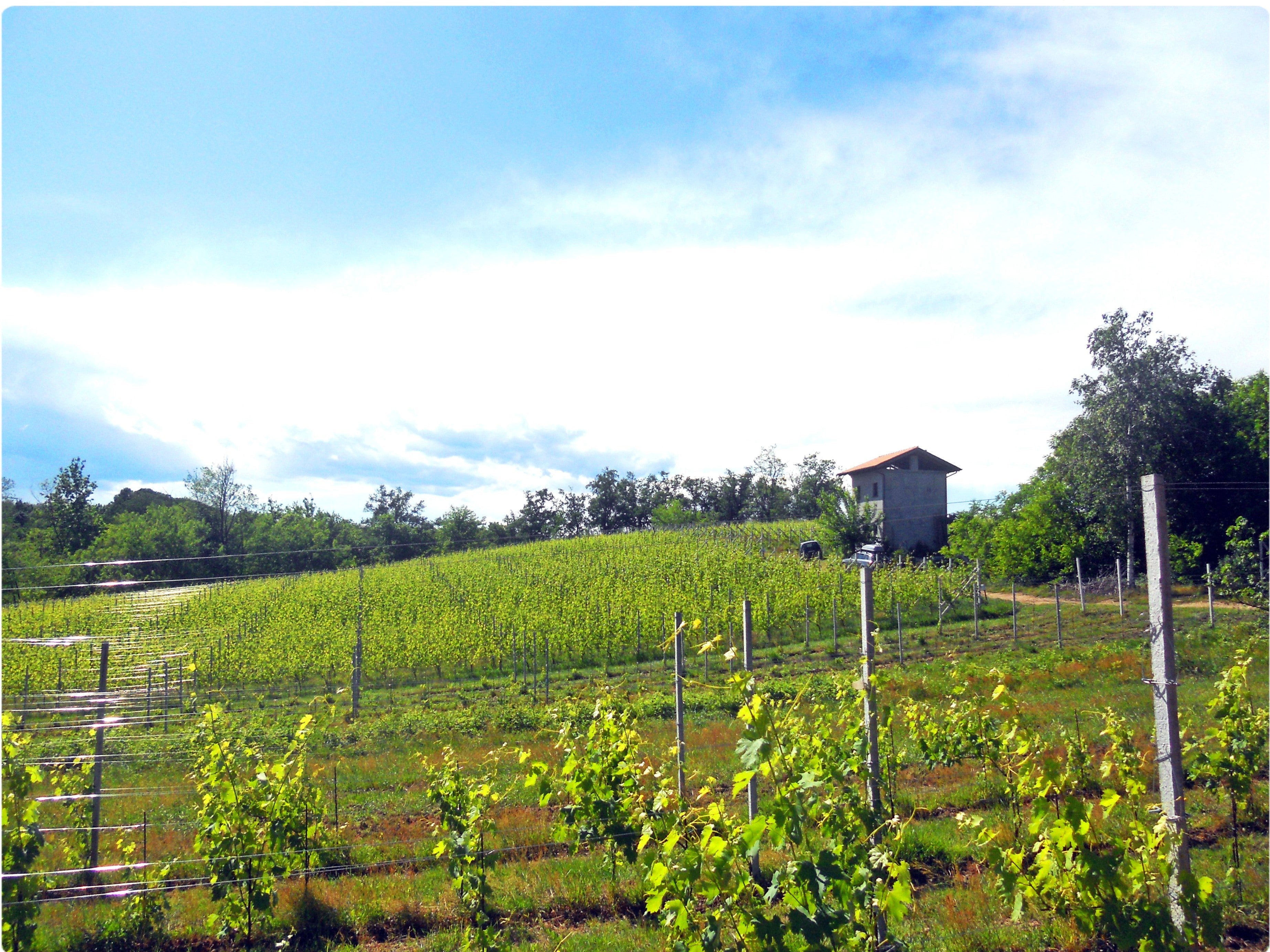 Fontechiara - Sorsi di relax : soggiorno e degustazione al Decanter House Piemonte Fontechiara