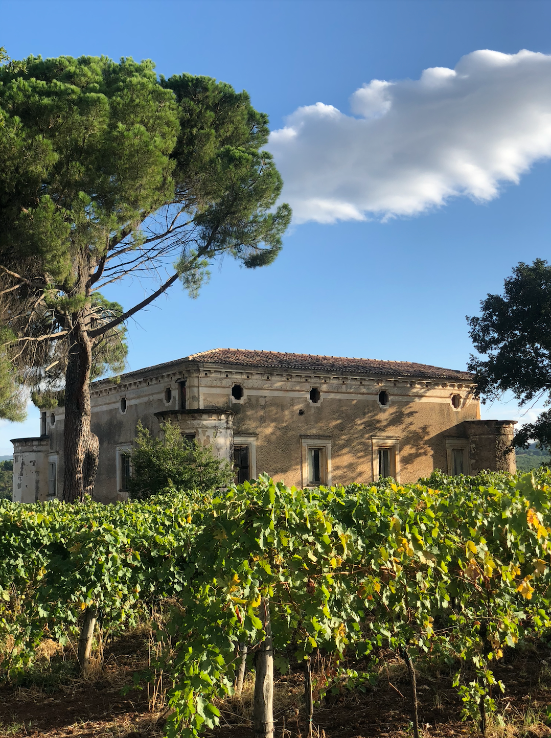 Tenuta Pacelli - Pranzo in vigna & Degustazione Calabria Tenuta Pacelli